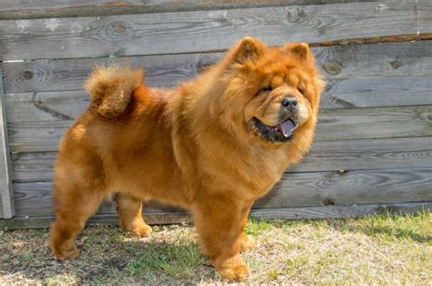 Descubre Las Curiosidades M S Sorprendentes Del Perro Chow Chow