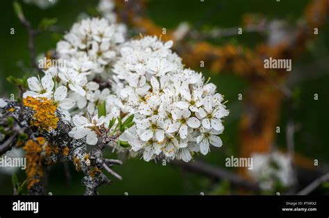 White Oak Tree Flowers Spring Bloom Close Up With Green Foliage And