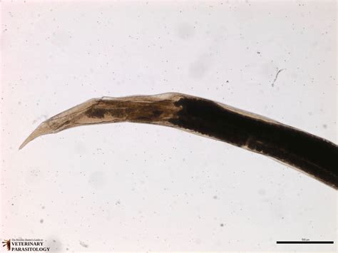 Dictyocaulus Sp Roundworms Monster Hunters Guide To Veterinary Parasitology