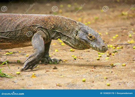 Komodo Dragon Walking On Rinca Island In Komodo National Park N Stock