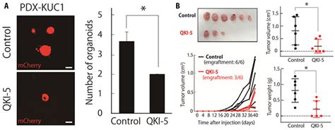 大腸がんの「がん幹細胞」制御因子としてマイクロrna 221を同定 神戸大学ニュースサイト