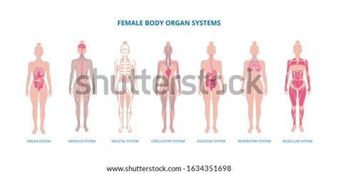 Female Body Infographic Set Skeleton Muscles Stock Vector (Royalty Free ...