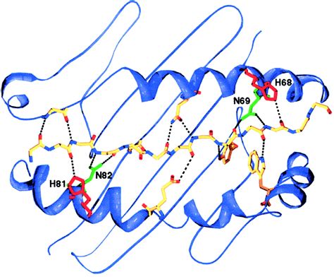 Energetic Asymmetry Among Hydrogen Bonds In Mhc Class Iipeptide