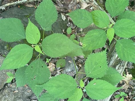 Laportea Canadensis Wood Nettle Eat The Planet