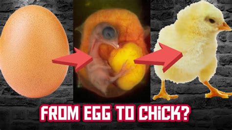 How An Egg Turns To A Chick The Daily Egg 175 Youtube