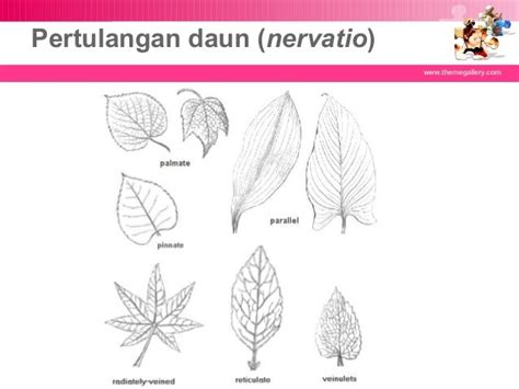 Daun Tumbuhan Biologi Misa Vlkrn