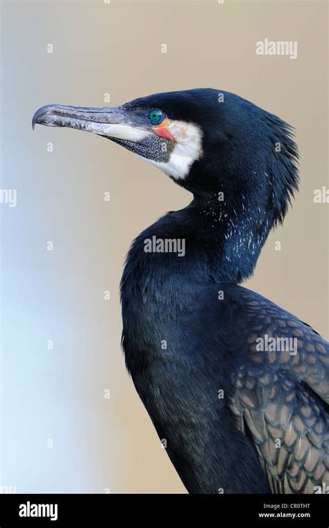 Great Cormorant Hi Res Stock Photography And Images Alamy