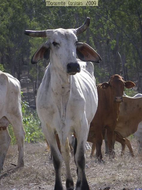 Outback Art: Brahman Cattle