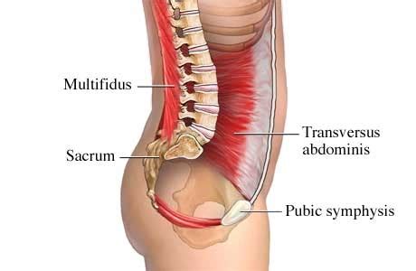 Mighty Multifidus Mull Ti Fi Duh Ss Muscles Foundational Concepts