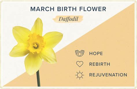 March Birth Flower + More: Daffodil | ProFlowers