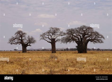 baobab trees in savannah, sky, grassland Stock Photo - Alamy