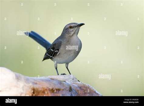 Fort Desoto Park Florida Birds Hi Res Stock Photography And Images Alamy