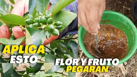 Garantizado Pega Toda La Floraci N Y Frutos En Tus C Tricos Limonero