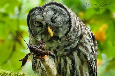 In A Pinch B C Photographer Snags Rare Shots Of Owl Feasting On