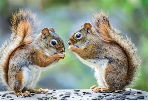 Book Review The Secret Life Of Squirrels A Love Story Minds On