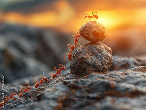 Ants Roll Heavy Stones Uphill At Rock Highly Organized Ant Colony