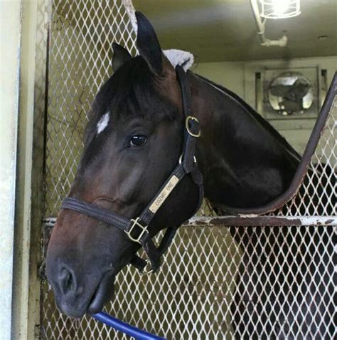 Cozmic One Saratoga Horse Racing Zenyatta Horse Horses