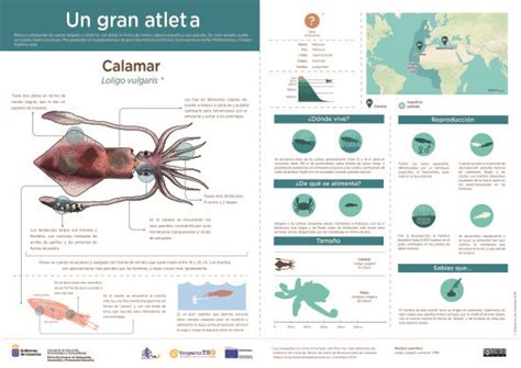 Infograf A Calamar Recursos Educativos Abiertos