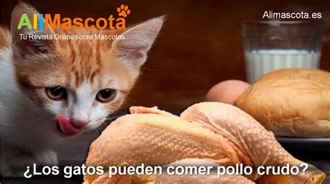 ¿los Gatos Pueden Comer Pollo Crudo AlimentaciÓn Del Gato