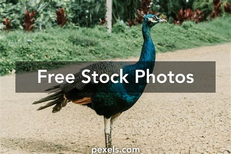 Peacock Animated Photos, Download Free Peacock Animated Stock Photos & HD Images