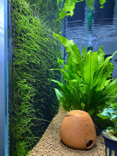 Java Moss wall mesh, Pet Supplies, Homes & Other Pet Accessories on ...