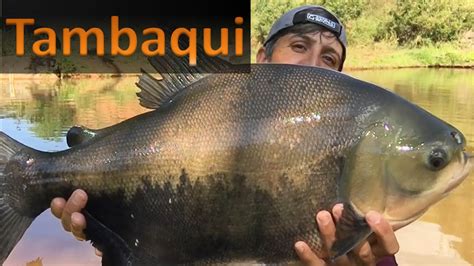 Peixe Tambaqui E Remoso
