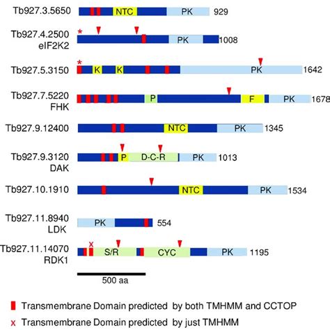 Schematics Of T Brucei Protein Kinases Predicted To Bear Transmembrane