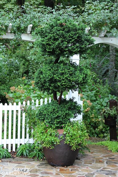 Dwarf Evergreen Trees: 15 Exceptional Choices for the Yard and Garden