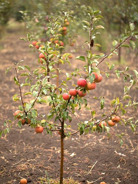 Mini Fruitbomen Tuinplantenwinkel Nl