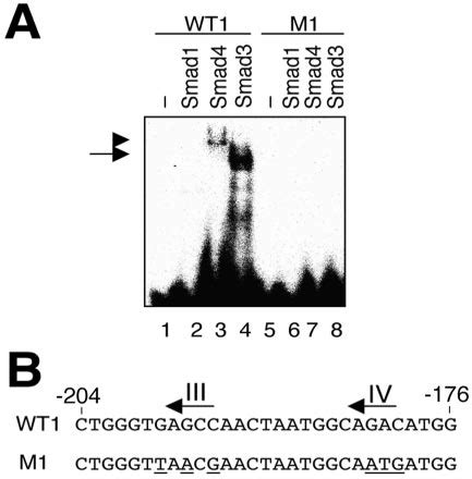 Binding Of Full Length Smad1 Smad4 And Smad3 To The Wild Type WT1