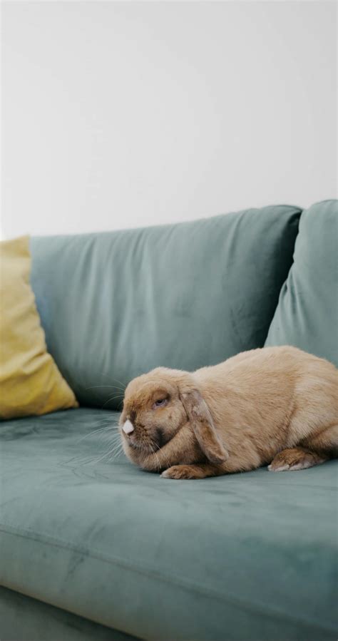 Rabbits Resting On A Pot With A Plant Free Stock Video Footage, Royalty