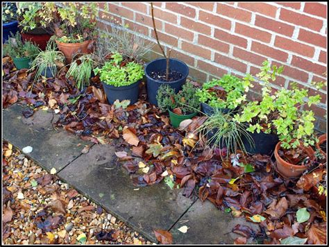 Mark S Veg Plot Tidying Up For Winter