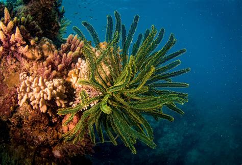 Great Barrier Reef Cairns Visit Australia