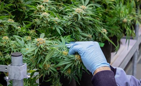 Cannabisblüten ernten zum richtigen Zeitpunkt Cannabibliothek