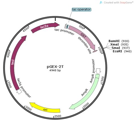 Pgex 2t载体质粒图谱 优宝生物