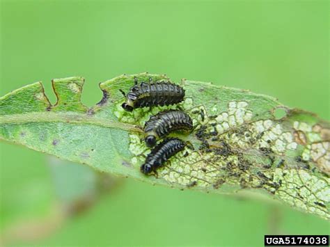 Imported Willow Leaf Beetle Plagiodera Versicolora Laicharting 1781