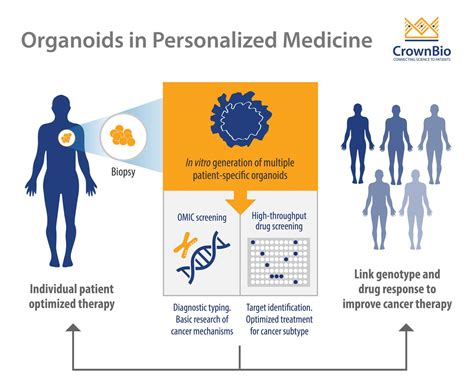 Patient Derived Organoids PDOs For Personalized Cancer Research