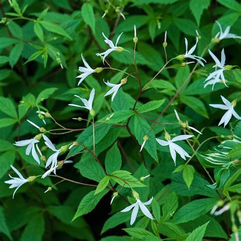 Gillenia Trifoliata Bowman S Root Gillenia Trifoliata M Flickr