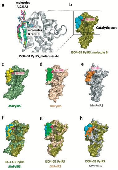 Ijms Free Full Text Crystal Structure Of Pyrrolysyl Trna Synthetase