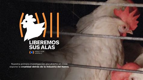 INVESTIGACIÓN ENCUBIERTA REVELA CONDICIONES DE CRUELDAD ANIMAL EN UNA