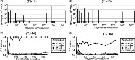 Ebv Dna Copies And Titers Of Anti Ebv Antibodies In Peripheral Blood