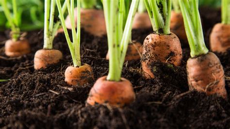 How To Grow Carrots In Containers Expert Tips For Success Homes