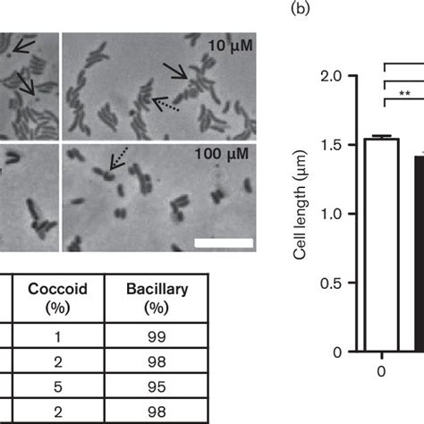 Morphology Of H Pullorum No Treated Cells A Phase Contrast