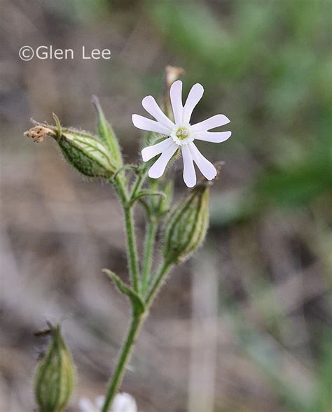 Silene Noctiflora Photos Saskatchewan Wildflowers