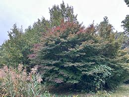 Late Autumn In The Biotope Trees Looking Different From Usual Plants