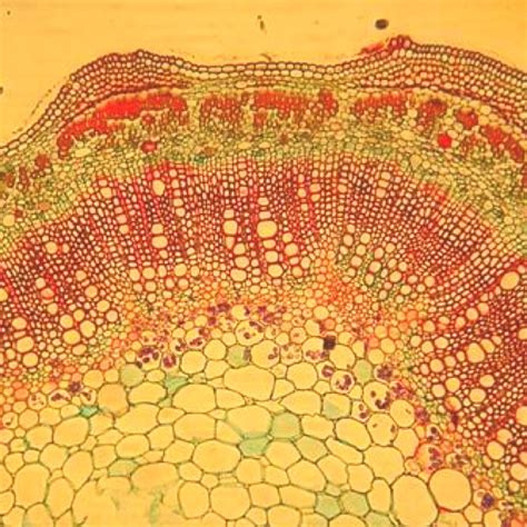 Cell Cross Section Under A Microscope Microscopic Photography Things