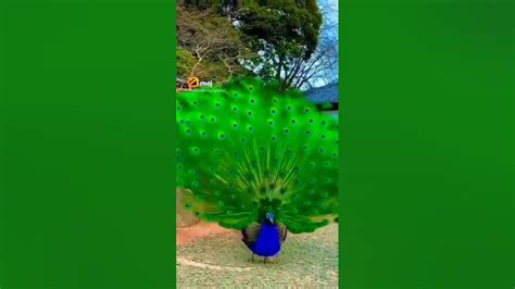 New Peacock Dance 🥰🥰🥰🥰🥰 Youtube