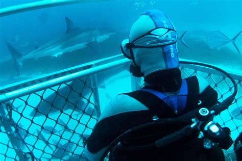 What Its Like Cage Diving With Great White Sharks Off The Coast Of