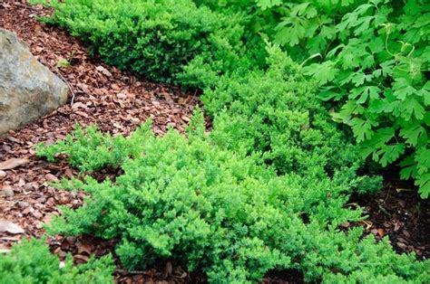 Juniperus procumbens 'Nana' Japanese Garden Juniper from Belmont Nursery