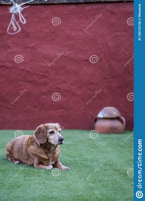 Adorable Recuperador Dorado Que Descansa En Silencio Sobre La Hierba